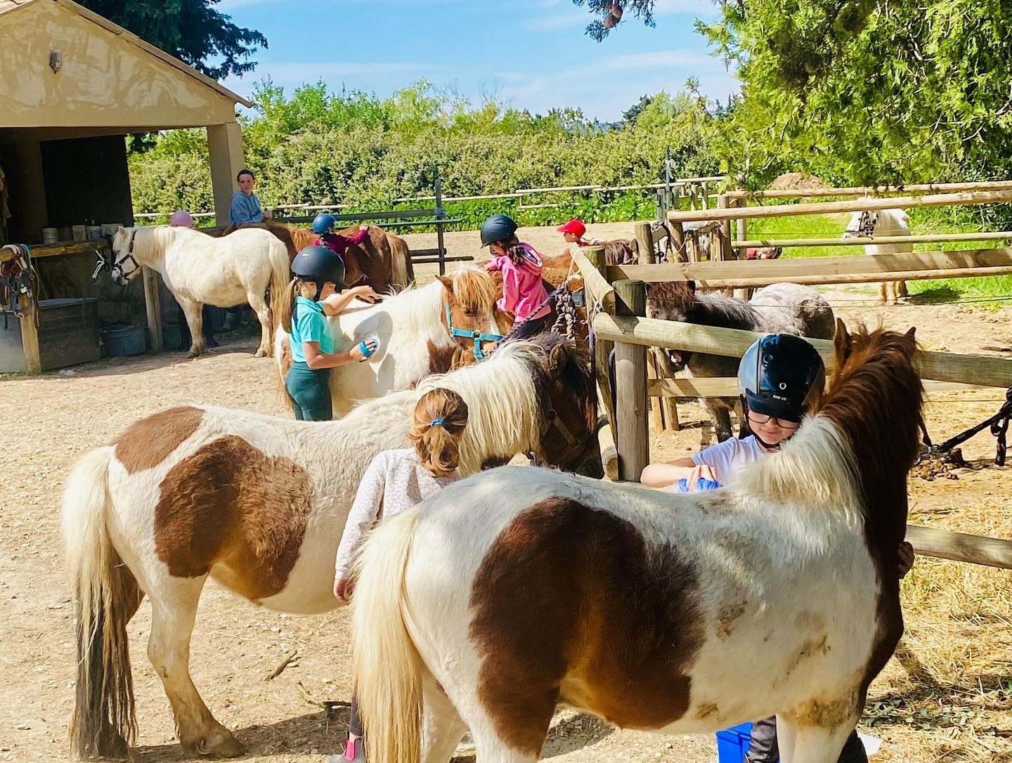 Enfants pansant les poneys à l'attache pendant un stage au Domaine de Révélat
