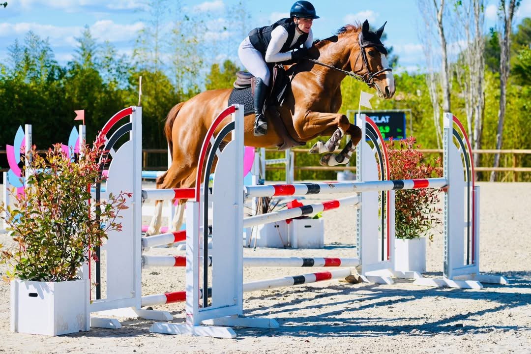Show jumping mare